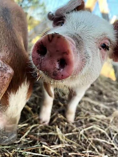 Hereford Pigs #pasturedpork #showpigs #regenerativeagriculture #pigfarming