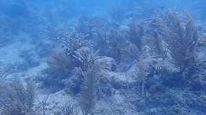 Biologists with Mote Marine Lab Center for Tropical Research in Summerland Key take you on a virtual underwater tour to show how corals are grown in their #FloridaKeys nursery, how the "coral trees" are cleaned and an ingenius method of outplanting coral clippings to reform Florida's Coral Reefs. #ConnectAndProtect #SustainableSunday | The Florida Keys & Key West