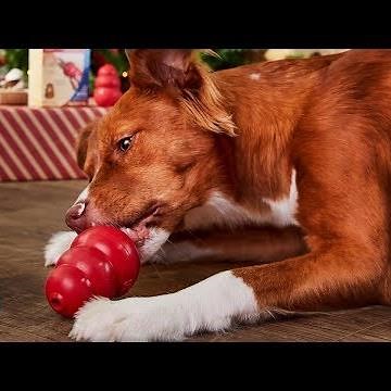 3 Easy KONG Holiday DIY Dog Treats | Chewy Eats