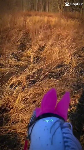 Lokey forgot this song existed🙃❤️✨ #hobbyhorse