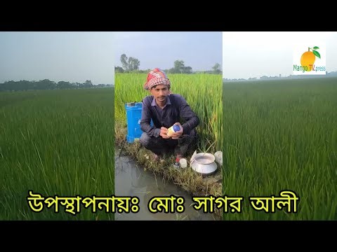 ধানের কারেন্ট পোঁকা দমনে করণীয় Currant weevil control of rice