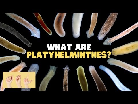 ASL What Are Platyhelminthes?