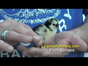 Black Sumatra Chickens - Baby Chicks for Sale| Cackle Hatchery