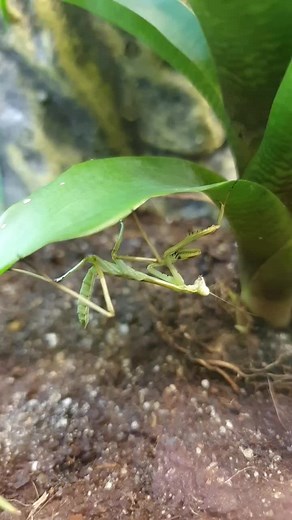 propromax9 (@propromax9)’s videos with Originalton - propromax9