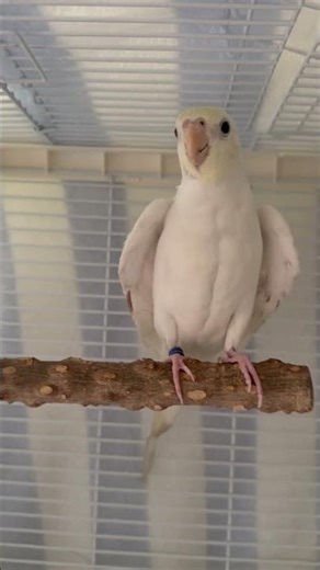 来啊 唱歌呀Looking for His Biggest Fan While Singing #birds #parrot #cockatiel #cute #pets #玄凤鹦鹉 #shorts