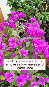 Some plant care tips to remember #backyardgardening #gardeninglife #vegetablegardening #vegetablegarden #gardeningtips #gardeninglove #organicgardening #gardensofinstagram #gardenideas #urbangardening #gardeningistherapy #gardeninggoals #homegardening #gardeninspiration #lovegardening #gardeningisfun #countrygarden #veggiegarden #happygardening | Garden Tips