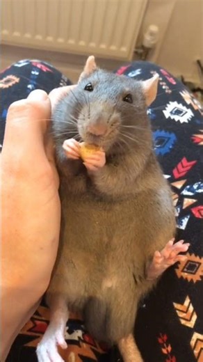 😹 Crazy funny cats fighting & acting silly! Pure laughter & cuteness overload! #FunnyCats