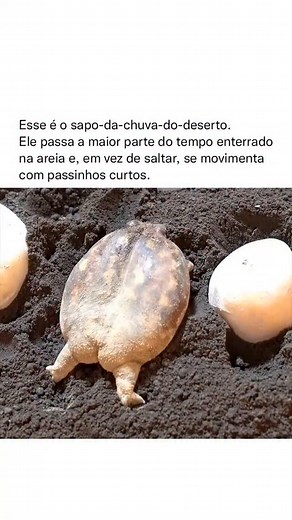 262K views · 765 reactions | O sapo-da-chuva-do-deserto (Breviceps...