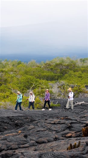 In the Galápagos, there’s no need to rush — just follow the locals as they confidently strut across ancient lava fields, in a world that feels wonderfully otherworldly.​ ​ Silver Origin takes you there in comfort: https://inspires.to/experiences/the-galapagos-be-part-of-a-hidden-world-rqe2d | Travels By Bridges