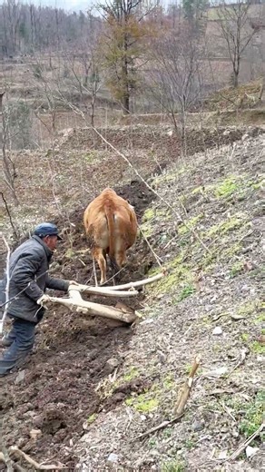 Traditional Farming: Plowing a Steep Hillside with an Ox