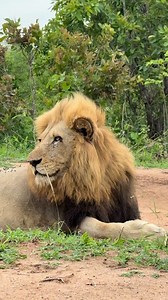 106K views · 3.3K reactions | One of the plains camp males, after a...