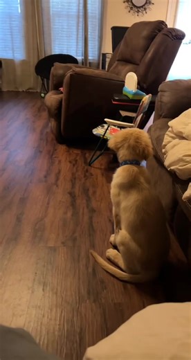 #goldenretriever #fyp #catsoftiktok