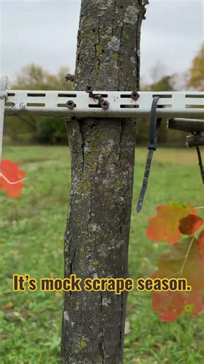 HOW TO MAKE A MOCK SCRAPE TO ATTRACT DEER #deer #wildlife #hunting