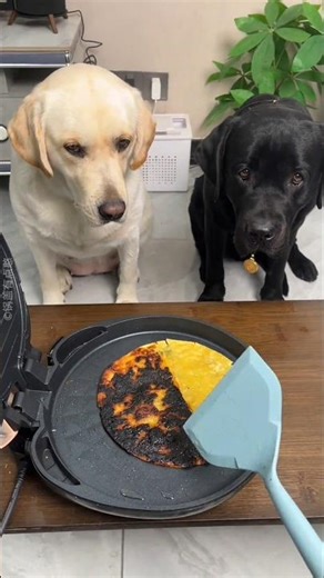 This Dog Taught His Owner a Powerful Lesson 🥹❤️