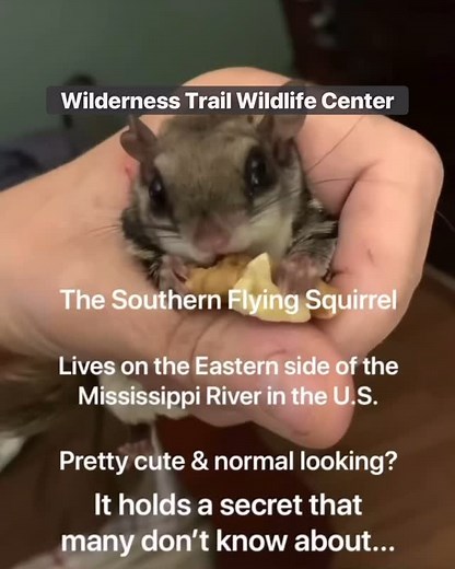 119 reactions · 28 shares | Two animals that I rehab that glows...