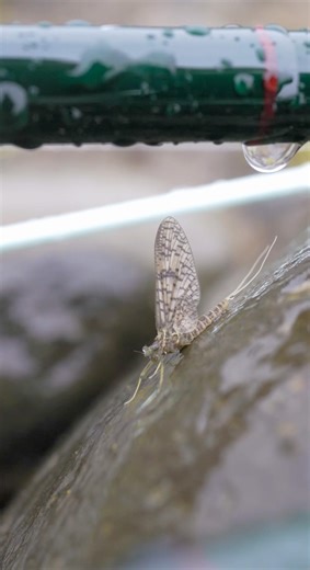 Our FAVORITE March Brown Dry Fly Pattern of All Time: Full Article on our Blog #flyfishing #flytying