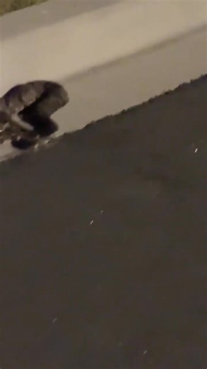 SIBAF 8:50p 9/20/25 there was a snake on the loose in surfside. Not sure if anyone on here maybe lost a pet 🥲 | MB Scanner News