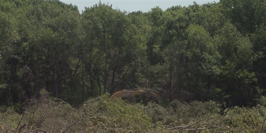 City of Sherman adopts tree protection ordinance