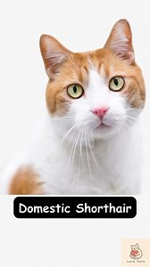 🧡Orange and White Cat🐱 If you’ve fallen in love with the orange and white cat, you’re not alone! This striking color combo - also called orange white cat- happens when a cat’s coat has both bold orange (sometimes called ginger) and crisp white patches. It’s one of the most eye-catching looks in the feline world. Unlike specific breeds, an orange and white coat isn’t limited to one lineage - it’s a coat pattern that appears across many orange and white cat breeds and mixed-breed domestic cats. 