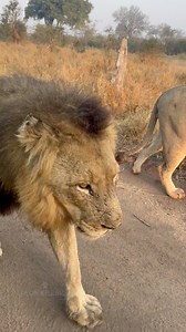 Two male lions walking straight past the vehicle, how incredible?🦁 What a way to start the morning! Nkorho Bush Lodge, Sabi Sand Game Reserve. #lions #sabisand #thisisafrica #safarimoments #wow | Deon Kelbrick