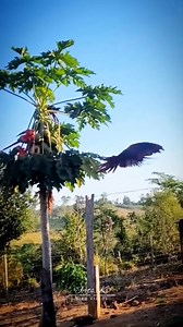 Beautiful Wild Macaws ❤️ | Pets Kr