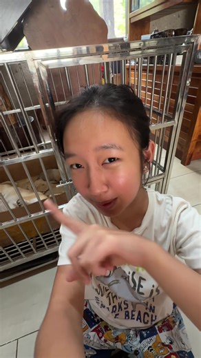 Shiba Inu and Bichon Frise Mix: What to Expect