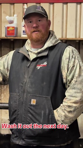 Effective Lice Treatment for Show Cattle