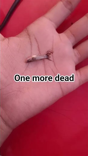 guppy dead #megaquarium #aquariumfish #yt#tropicalfish #viral