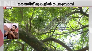 7.5K views · 57 reactions | കൊച്ചിയിൽ മരത്തിൽ കണ്ട കൂറ്റൻ പെരുമ്പാമ്പിനെ താഴെയിറക്കാനുള്ള ശ്രമം ഉപേക്ഷിച്ചു; പാമ്പ് തനിയെ താഴെയിറങ്ങട്ടെ എന്ന തീരുമാനത്തിൽ അധികൃതർ #Python #ForestDepartment #Ernakulam | Mathrubhumi News | Facebook