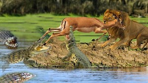 Cocodrilo roba presa con éxito del león - Cocodrilo vs antílope pelea real, el león falla la caza #crocodile #lion #animal | Pet battles