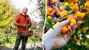 UK forager saves £200 a month on food shop by picking food in his local park