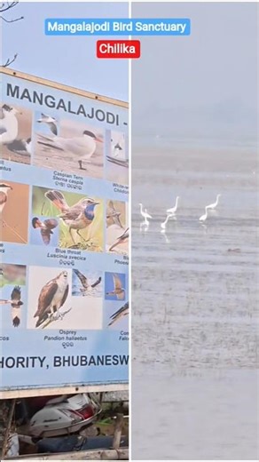 Mangalajodi #birdsanctuary #birdsparadise #birds #chilika #chilikalake #odisha #shortsfeed #ytshorts
