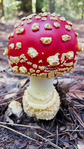 The Fly Agaric or Amanita muscaria is by far the most recognizable mushroom in the world. Its iconic red cap with white dots is known around the world as a classic “toadstool”. In popular culture it is associated with Christmas/Santa Claus, Vikings in a berserker rage, and as a trippy mind altering mushroom (Through the Looking Glass/Alice in Wonderland). However, not all the popular assumptions made about this mushroom are true. . In my most recent podcast episode I debunk some of the most comm