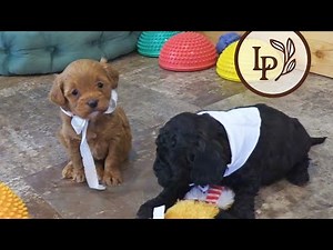 Meet Bessie's F1b Mini Cavapoo Puppies! - The "Pudding Pack" Litter