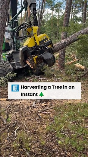 Machines like these make lumbering a less labor intensive job and decrease the chance of human error. | Interesting Engineering