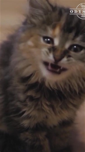 Humans and canines forged a mutually beneficial relationship long ago. Scavenging wolves bonded with humans, who benefited from early warnings against danger. Some scientists even believe early humans and wolves hunted together! #DogHistory #CanineDomestication #Wolves #DogsBestFriend #AnimalEvolution From: Ancient Lost Worlds S1 Ep1 | Odyssey - Ancient History