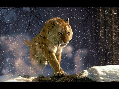 Pases Mágicos de Tensegridad de Carlos Castaneda * Serie Dientes de Sable