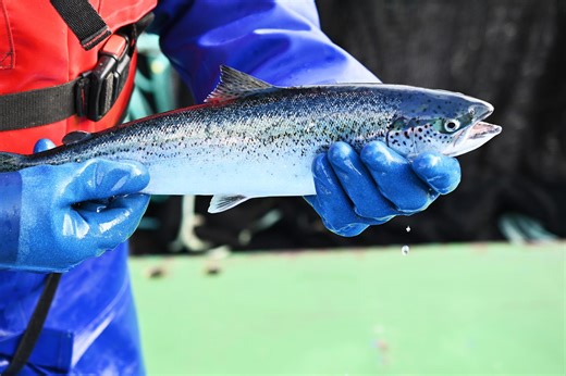 ‘Global success story’ - how the salmon industry is now worth £1 billion to Scotland's economy