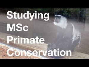 MSc Primate Conservation: observing primate behaviour | Oxford Brookes University