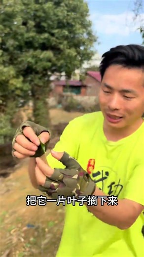 Winterberry: The Resilient Shrub for Cold Climates