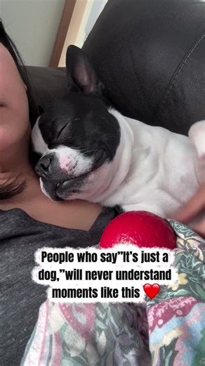 Nothing will ever beat this❤️ Credit: @angie999_alegre ❤️DM for credit or removal / All rights®️ are reserved & belong to their respective owners . . . #bostonterrier #bostonterrierlife #bostonterriergram