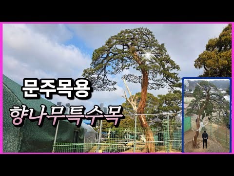 [광고] 1448번 #향나무 ♤판매완료 ♤안정감을 주는 문인풍의 향나무특수목/ 문주목으로 손색이 없는 / 판매가격은 더보기란에 #특수목 #정원수판매