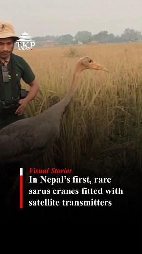 In Nepal’s first, rare sarus cranes fitted with satellite transmitters | The Kathmandu Post