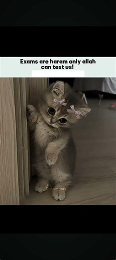 Why allah they dont accept that exams are haram 🥲 #fa9la