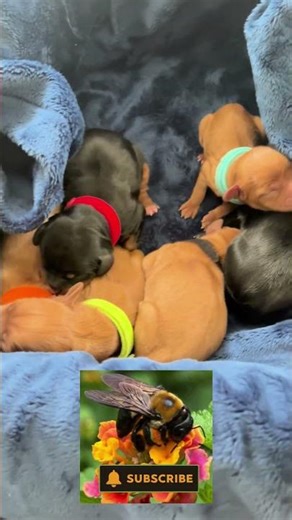 Newborn Puppies Sleeping In Their Bed!! 😍😍 #goldenddoodle #cavaliers #cockapoo #puppies