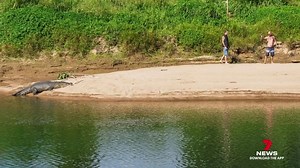 14K views · 164 reactions | Conservationists are calling for tougher law enforcement and surveillance cameras to keep people away from crocodiles. There's been an increase in dangerous encounters, putting lives at risk. 7NEWS at 6pm. Download the 7NEWS app: 7news.link/7newsapp #7NEWS | 7NEWS Cairns | Facebook