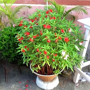 193K views · 7.3K reactions | How to grow lots of balsam flower plants in a pot | Nilkanta Halder, The Indian Gardener | Facebook