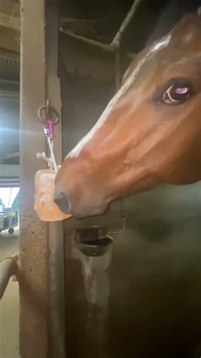 馬が塩を舐める、ペロペロ舐める姿が可愛い horse licks salt 🐎Nankandamashii｜ナンカンさんの馬小屋 #horse #馬 #salt