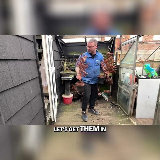 Beech Trees For Forrest Planting, Move and Prepare Them!