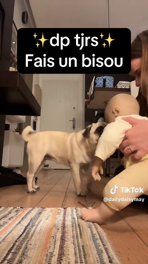 Éducation positive pour carlins : astuces et conseils